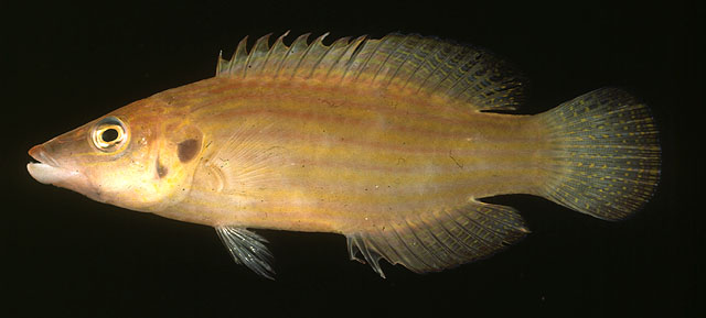 Pseudocheilinus dispilus