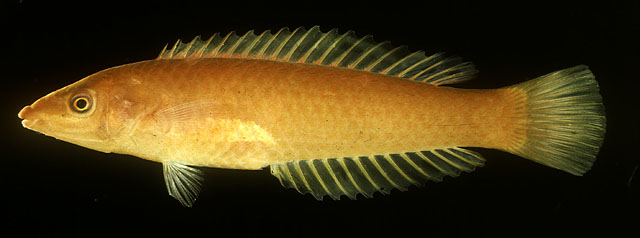 Pseudojuloides elongatus