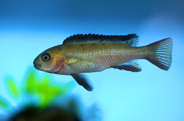 Chindongo elongatus