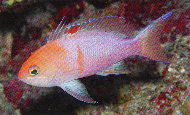 Pseudanthias engelhardi