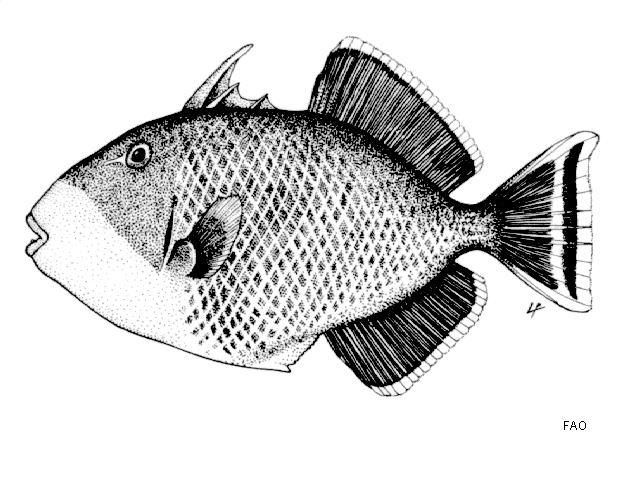 Pseudobalistes flavimarginatus