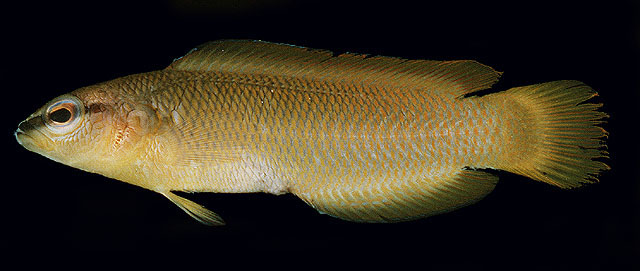 Pseudochromis leucorhynchus