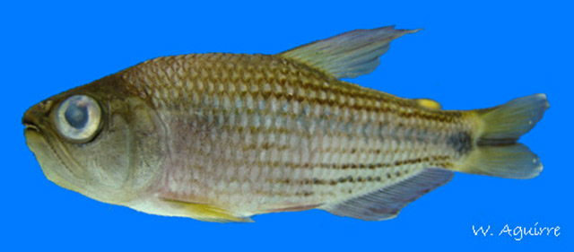 Pseudochalceus lineatus