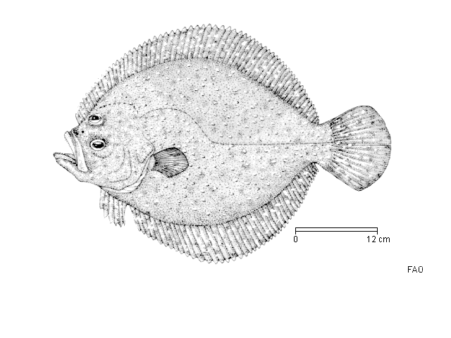 Scophthalmus maximus