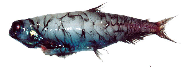 Pseudobathylagus milleri