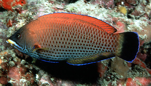 Pseudodax moluccanus