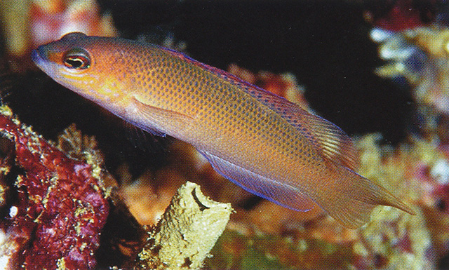 Pseudochromis mooii