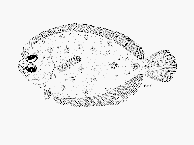 Pseudorhombus natalensis