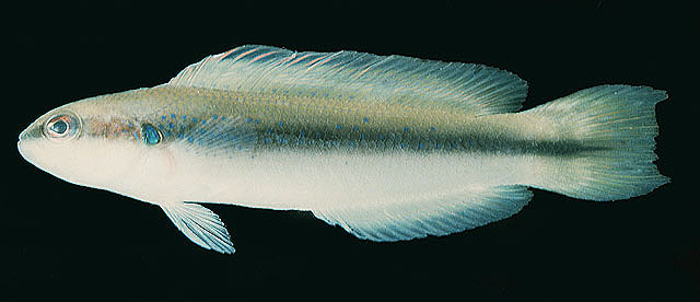 Pseudochromis nigrovittatus