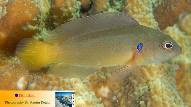 Pseudochromis olivaceus