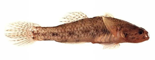 Pseudogobius olorum