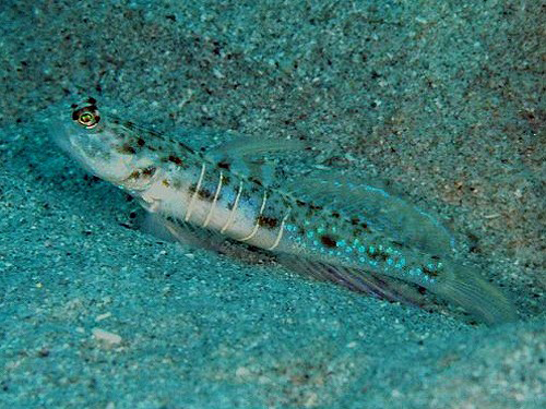 Psilogobius prolatus