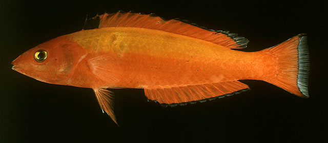 Pseudojuloides pyrius