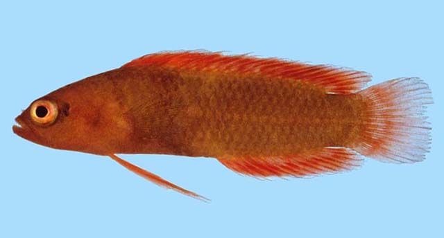 Pseudoplesiops rosae