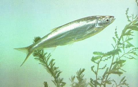 Pseudolaubuca sinensis