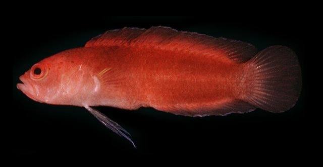 Pseudoplesiops occidentalis