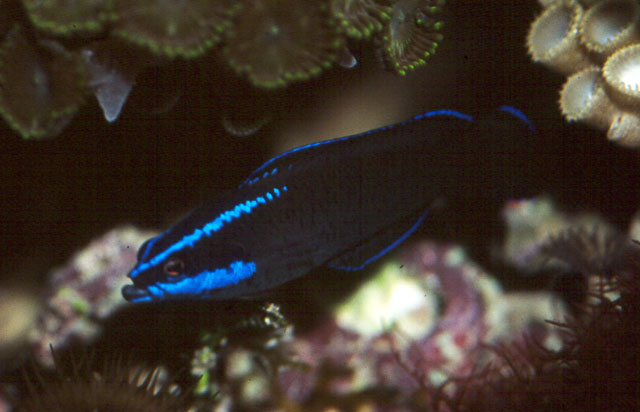 Pseudochromis springeri