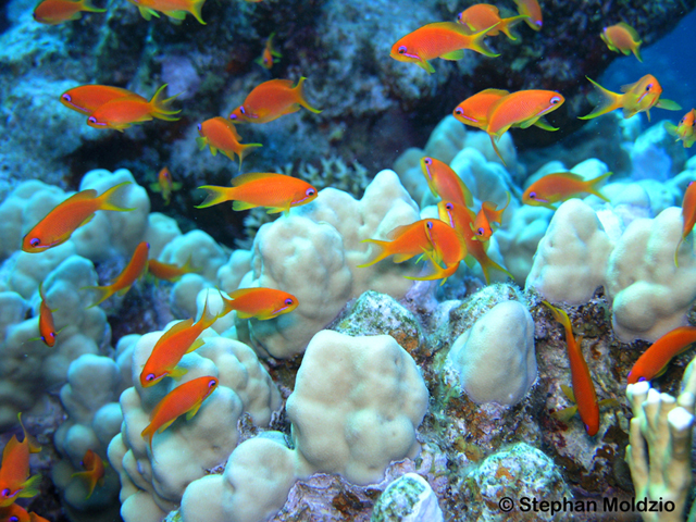 Pseudanthias squamipinnis