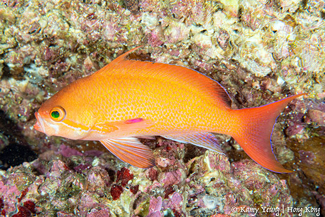 Pseudanthias squamipinnis