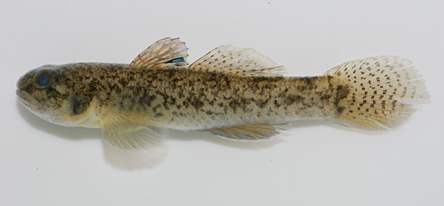 Pseudogobius taijiangensis