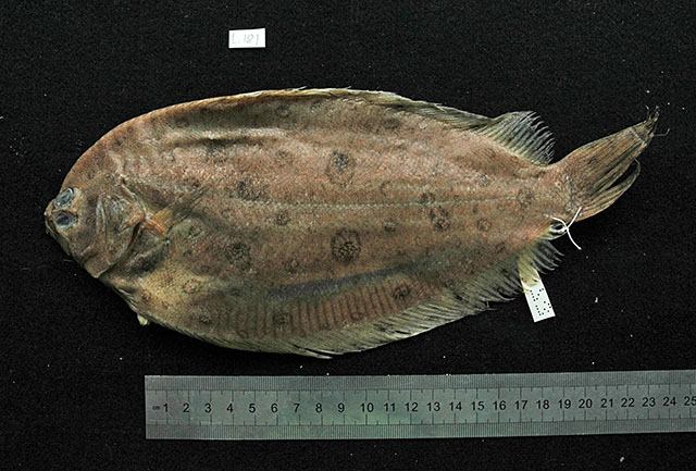 Pseudorhombus tenuirastrum