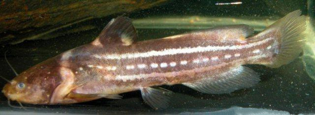 Pseudobagrus trilineatus