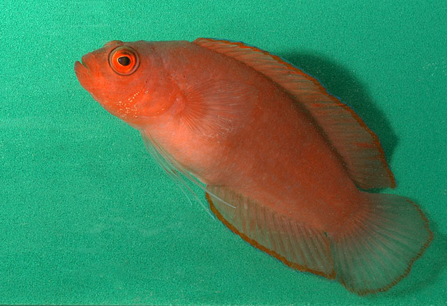 Pseudoplesiops typus