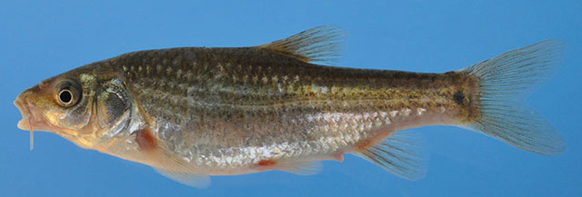 Pseudobarbus verloreni
