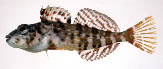 Pseudoblennius zonostigma