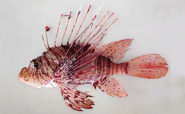 Pterois andover