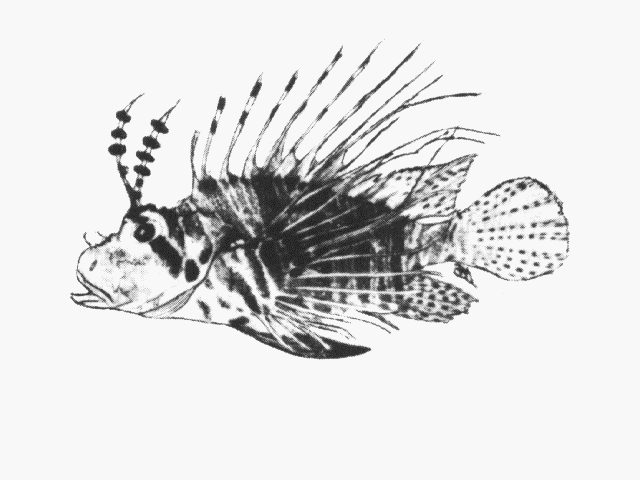 Pterois antennata