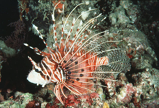 Pterois antennata