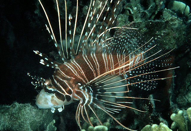 Pterois antennata