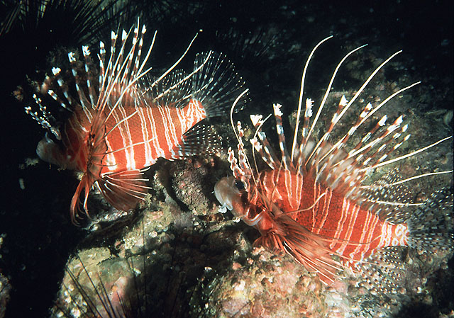 Pterois antennata