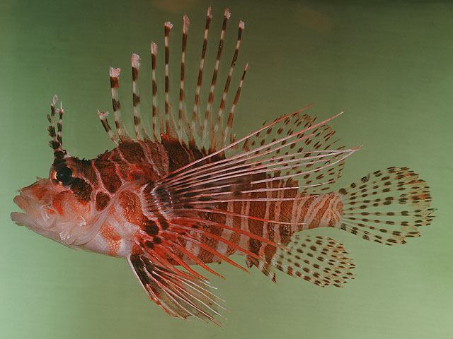 Pterois antennata