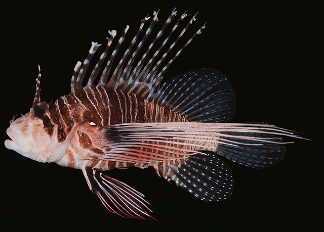 Pterois antennata