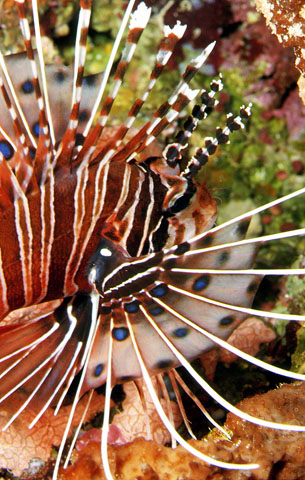 Pterois antennata