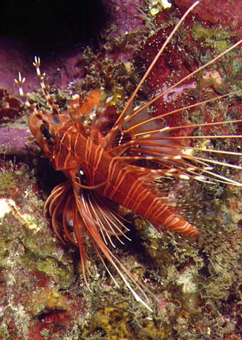 Pterois antennata