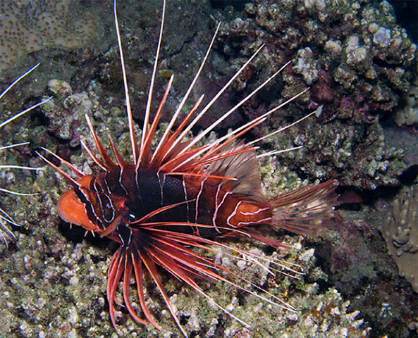 Pterois cincta