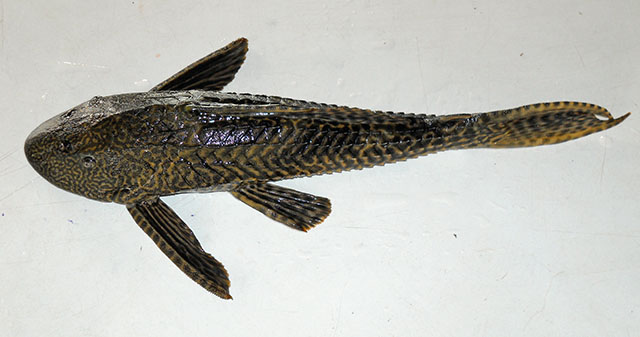 Pterygoplichthys disjunctivus