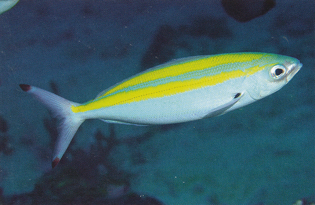 Pterocaesio flavifasciata