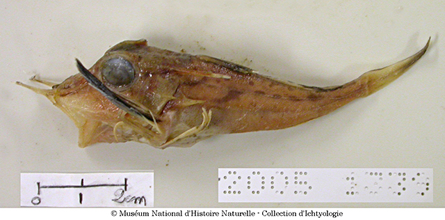 Pterygotrigla hoplites