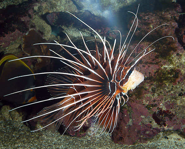 Pterois radiata