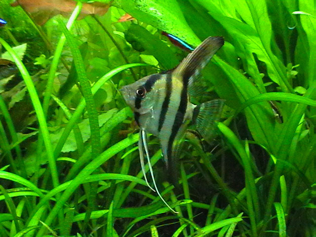 Pterophyllum scalare