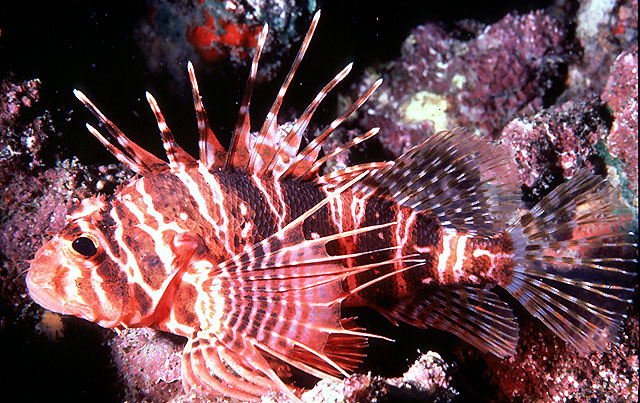 Pterois sphex