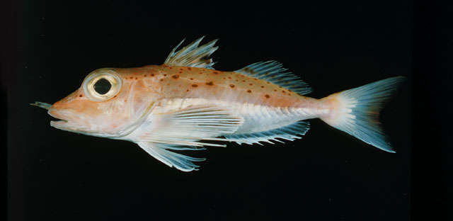 Pterygotrigla spirai