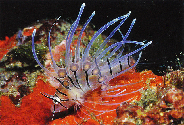 Pterois volitans