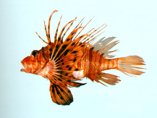 Pterois volitans