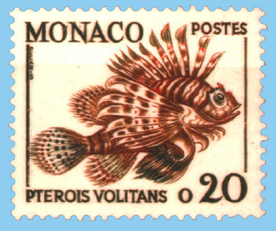 Pterois volitans