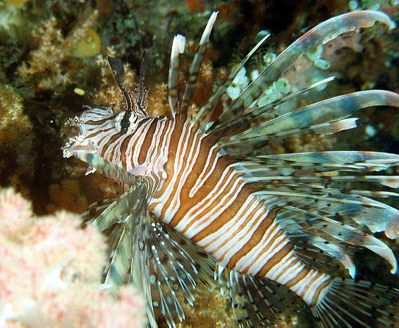 Pterois volitans